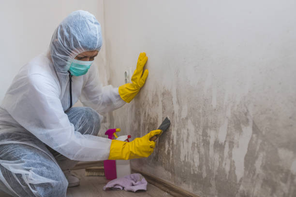 Mold Removal Process in Kettering, MD