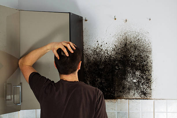 Certified Mold Removal in Kettering, MD