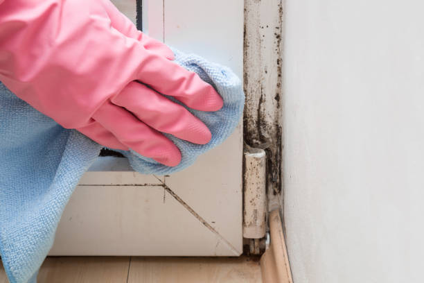 Best Professional Mold Removal  in Kettering, MD
